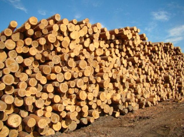 Василь Петьовка закликає владу не допустити відміни мораторію на експорт деревини