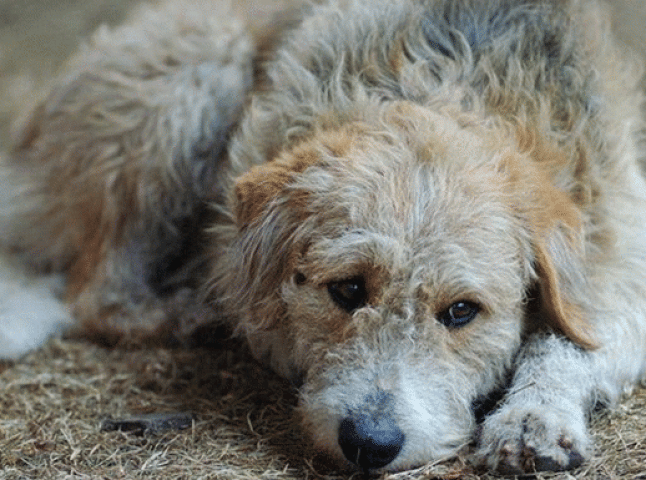 За останні два дні в Ужгороді отруїли п’ятьох безпритульних собак