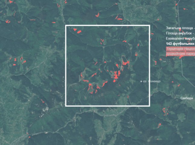 Презентовано карту вирубки лісів: масштаби знищення дерев на Закарпатті рівні кільком сотням футбольних полів