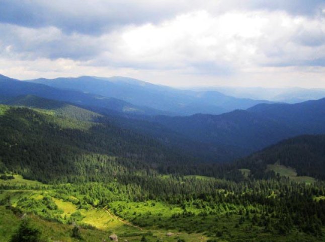На території Карпатського біосферного заповідника незаконно вирубали дерев на десятки тисяч гривень