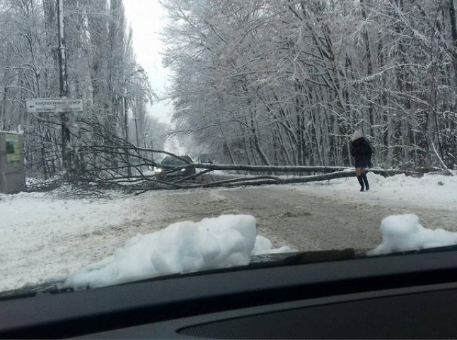 На одній із вулиць Ужгорода на дорогу впало дерево