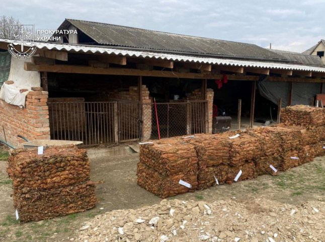 Посівів на 25 гектарів: на Закарпатті викрили масштабний нелегальний бізнес