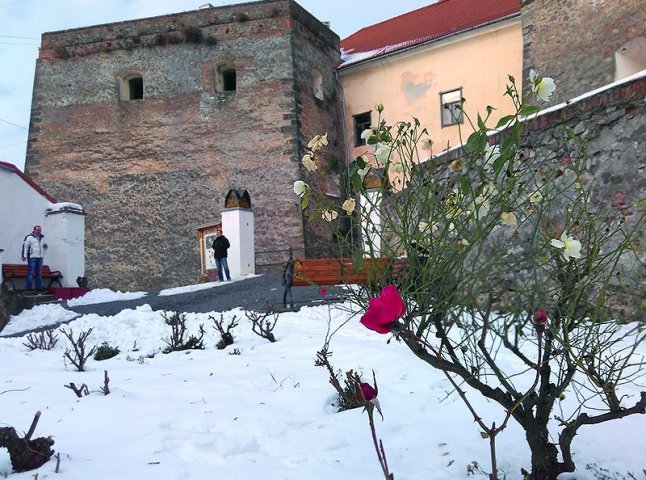 Диво природи у Мукачеві: у замку "Паланок" зацвіли троянди
