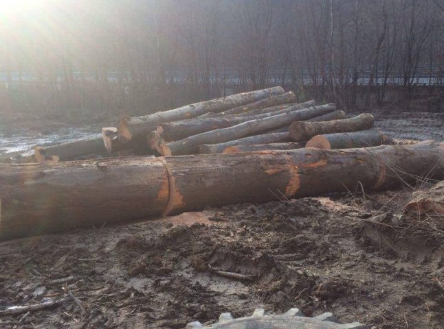 Група робітників без жодних дозвільних документів вирізали ліс відразу при трасі Київ-Чоп