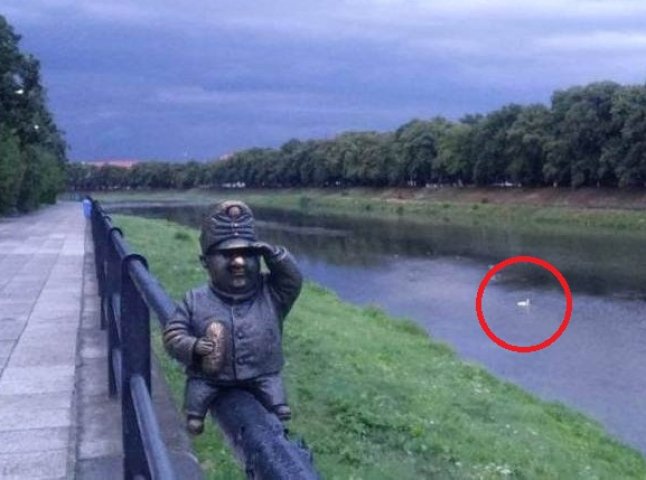Зранку в Ужгороді на річці фотографували "лохнеське чудовисько"