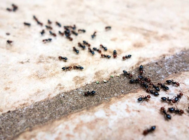 Як позбутися мурах в домі: є один простий засіб відлякати комах
