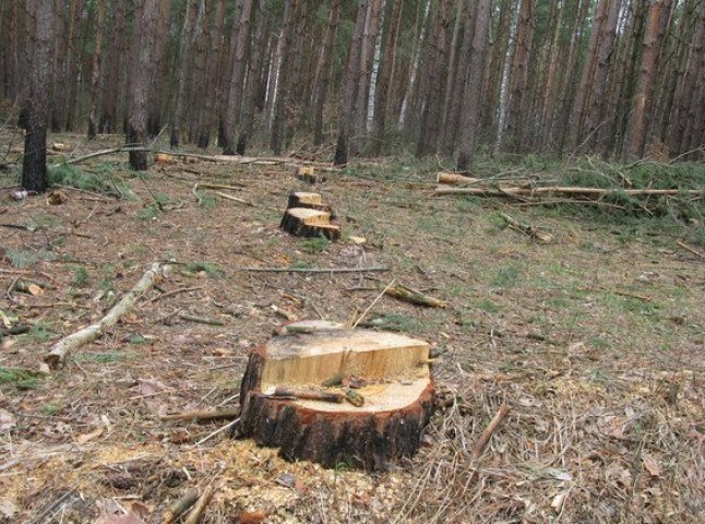 На Великоберезнянщині біля словацького кордону виявлено незаконну рубку лісу