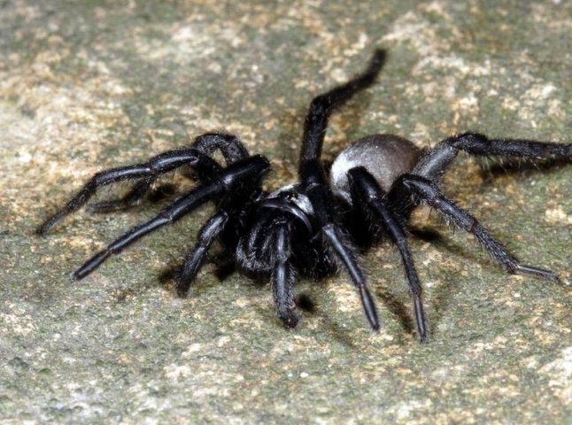 Чи дійсно на Закарпатті виявили небезпечного павука