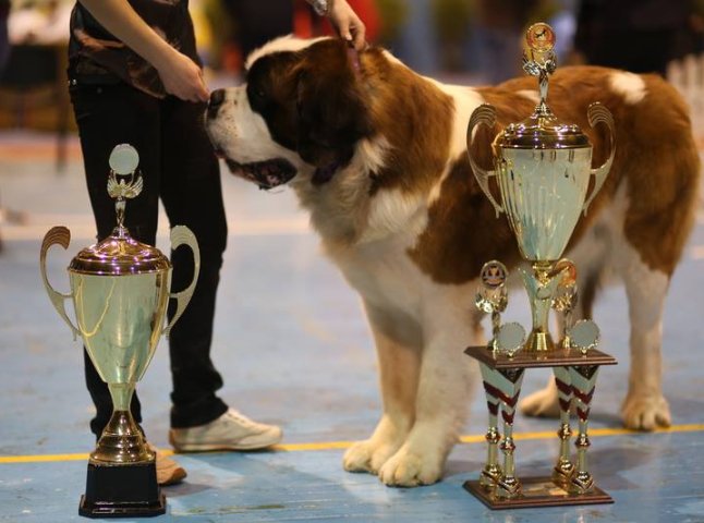 В Ужгороді визначили переможця Міжнародної виставки собак