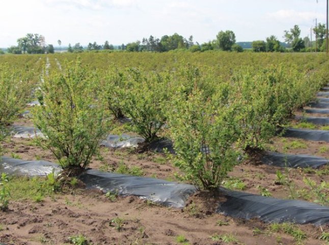 На Закарпатті знаходиться одна з найбільших плантацій унікальної ягоди в Україні 