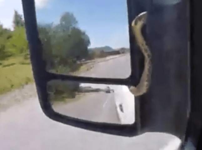 Змія під час руху виповзла із дзеркала мікроавтобусу