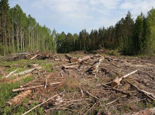 Закарпатця оштрафовано за незаконну вирубку лісу на Рахівщині