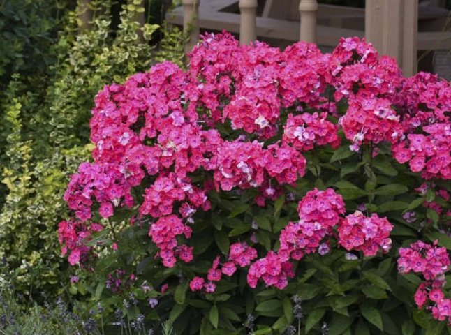 Які багаторічні квіти цвітуть все літо: їх потрібно садити саме зараз