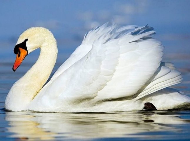 В Ужгороді на озері Кірпічка оселилися лебеді
