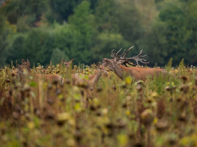На Закарпатті оголосили особливий режим із важливою пересторогою