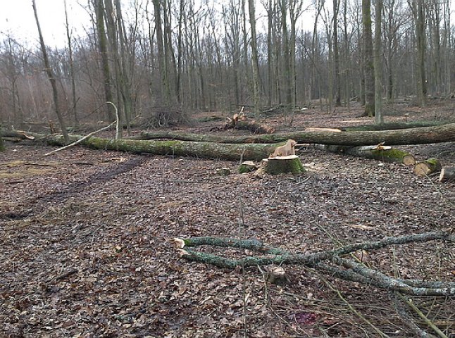 На Берегівщині через удар гілки дерева загинув місцевий лісоруб