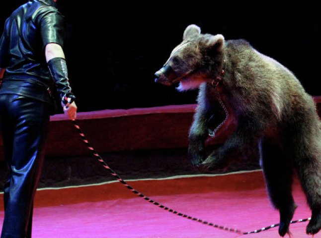 В Ужгороді хочуть заборонити розміщення на території міста цирків і зоопарків з тваринами