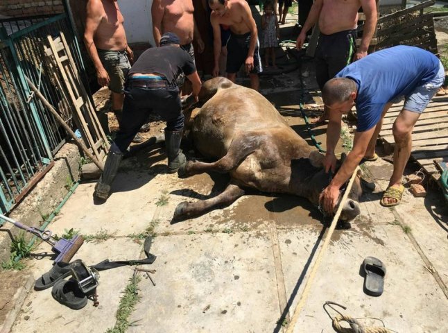 На Виноградівщині рятували корову зі страшної пастки
