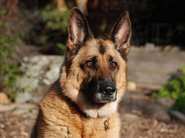 У Мукачеві відбудеться чемпіонат світу зі слідової роботи з собаками службових порід