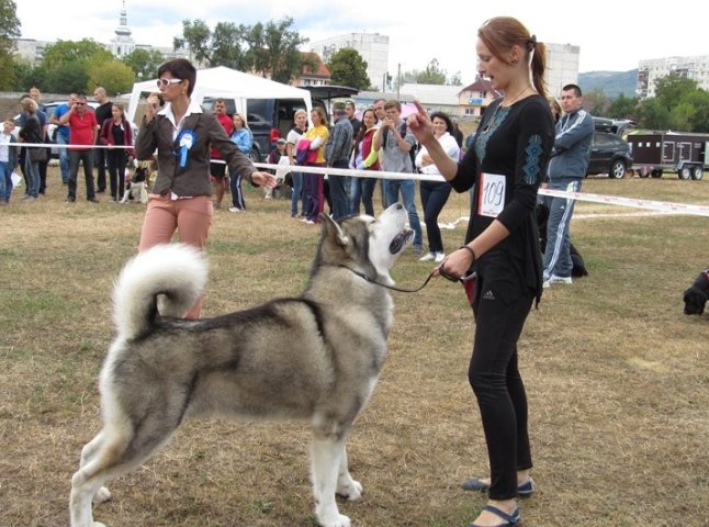 На березі Латориці пройшла Всеукраїнська виставка собак