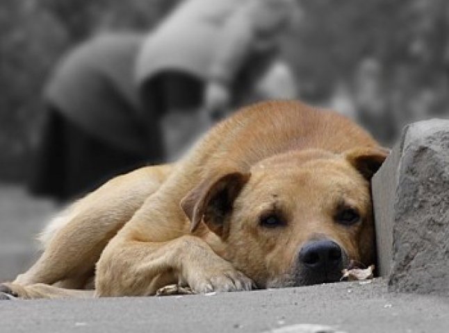 В Ужгороді знову невідомі "травлять" собак