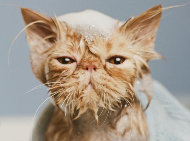 Як правильно помити кота, який боїться води