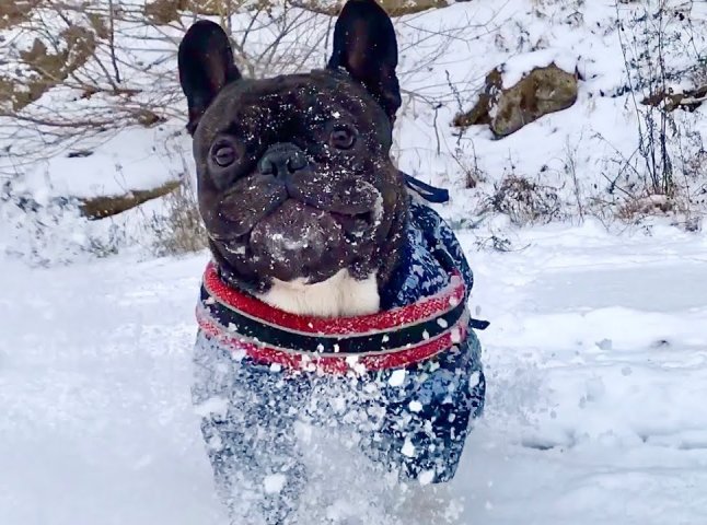 Породи собак, які найбільше мерзнуть взимку