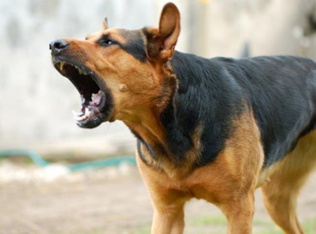 Напади собак — що робити аби уникнути?