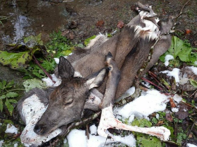 У Карпатському заповіднику вбили ведмедя і оленя: поліція розповіла, кого підозрюють у вбивстві