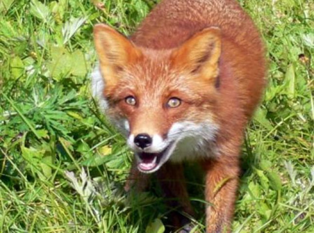 У Сваляві застрелили лисицю, яка була хвора на сказ