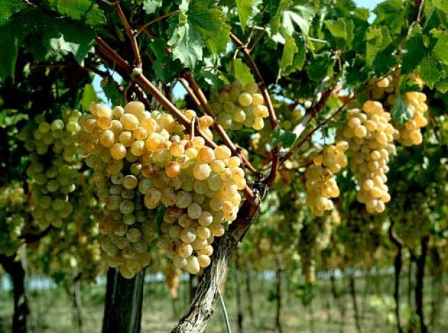 Виноградне Закарпаття на “Золотій Амфорі-2010″ представила жителька Мукачівщини