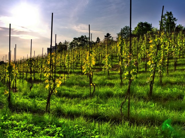 Житель Берегівщини вирощує близько 40 сортів винограду