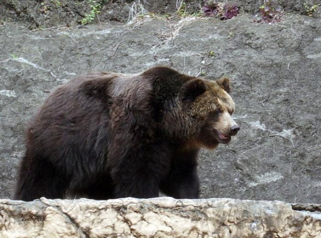 У "Синевирі" від зимової сплячки прокинувся перший ведмідь