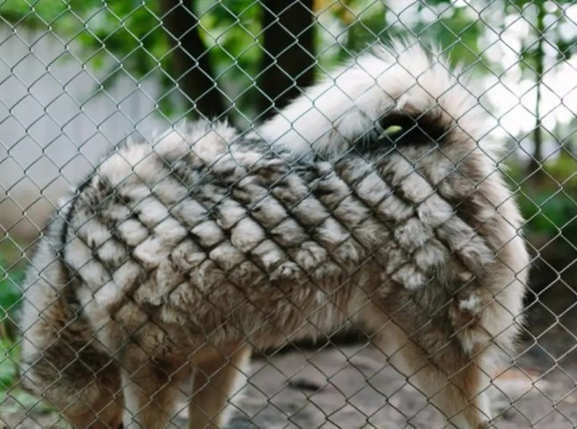 Тварини у клітках із цвіллю: на Закарпатті розслідують скандал у екопарку Тварини у клітках із цвіллю: на Закарпатті розслідують скандал у екопарку