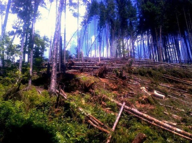 На Тячівщині буревій повалив понад 200 гектарів лісу