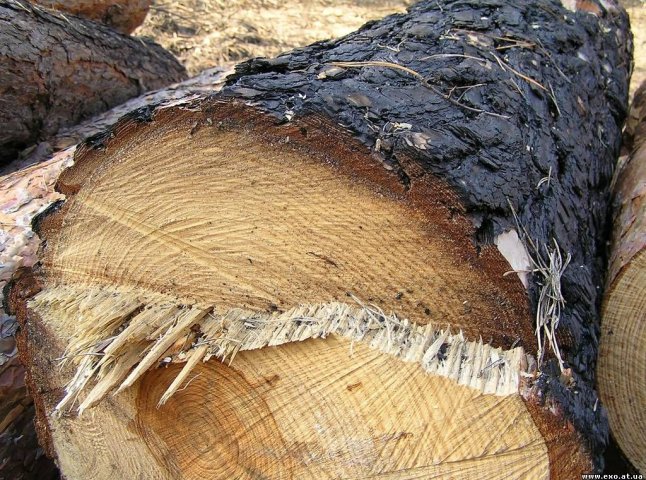 На Тячевщині майстер лісу попався на незаконній вирубці дерев