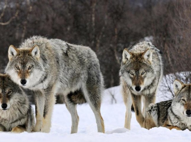 На Виноградівщині зграя вовків до смерті налякала ціле село