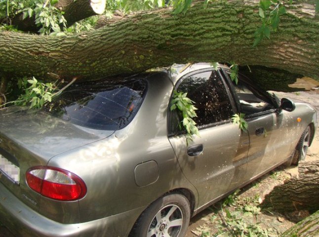 Через негоду в Ужгороді повалені дерева пошкодили 4 автомобілі