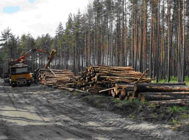 Прокуратура розпочала кримінальне провадження щодо незаконної вирубки лісу на Рахівщині