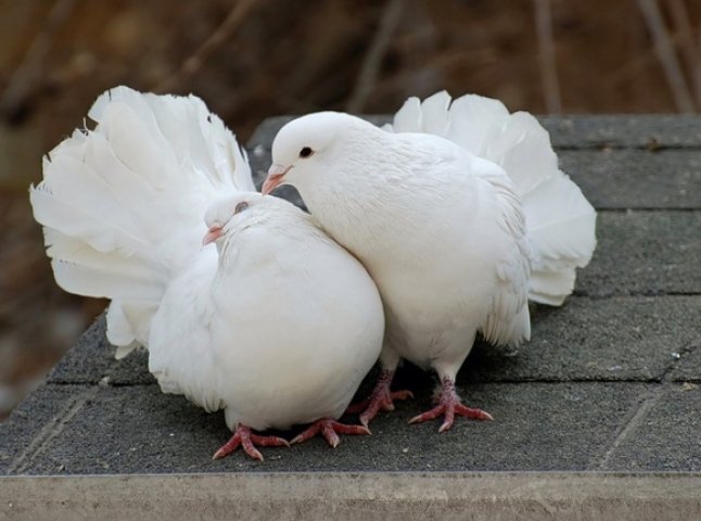 Три сотні голубів "злетілись" на виставку в Ужгороді