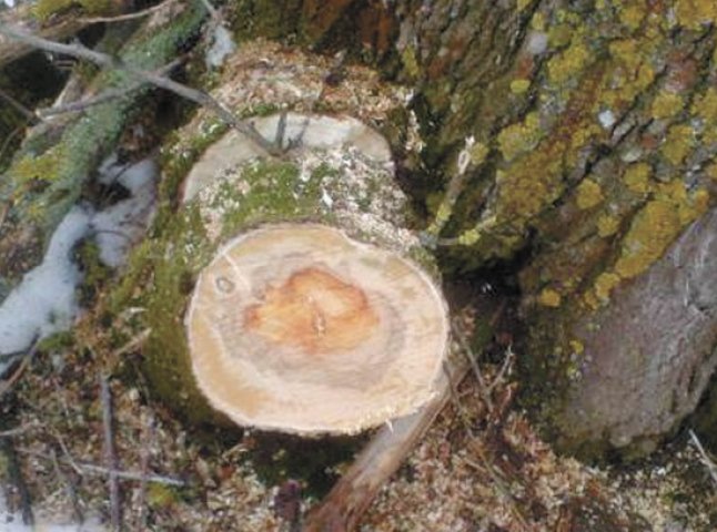 На Великоберезнянщині незаконно нарубали дерев на 400 тис. грн.