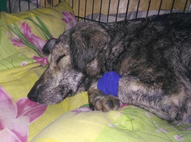 Нелюди отруїли чергового собаку в Ужгороді. Волонтери борються за його життя