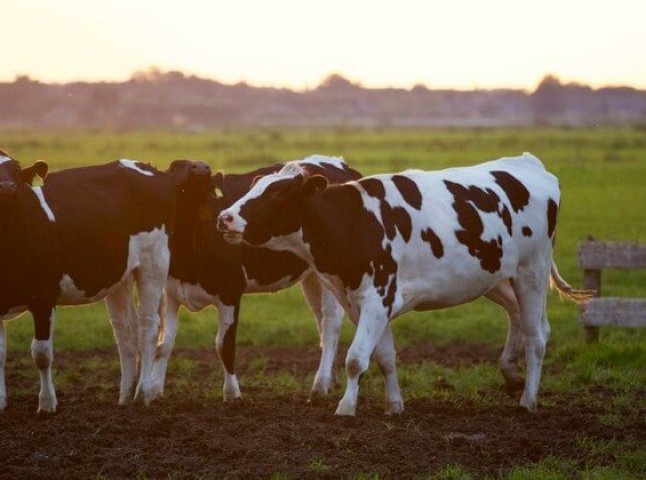 У селі на Мукачівщині виявили сказ великої рогатої худоби