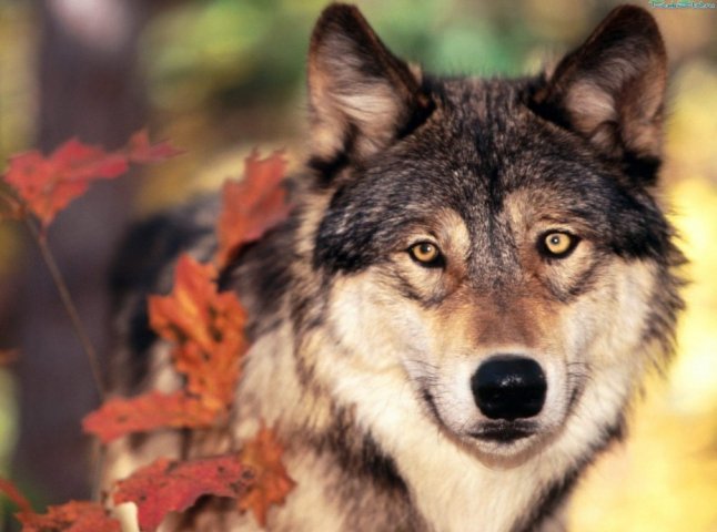 Гірське село на Закарпатті лихоманить від зухвалих атак агресивних вовків