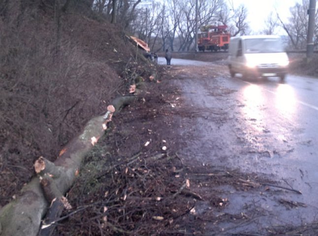 Неподалік Перечина дерево впало на дорогу і повністю перекрило рух автотранспорту