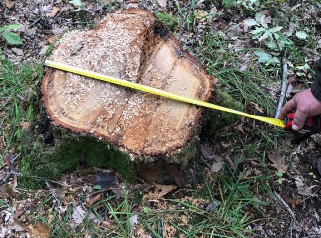 Поліція отримала повідомлення про незаконну вирубку дерев на Мукачівщині