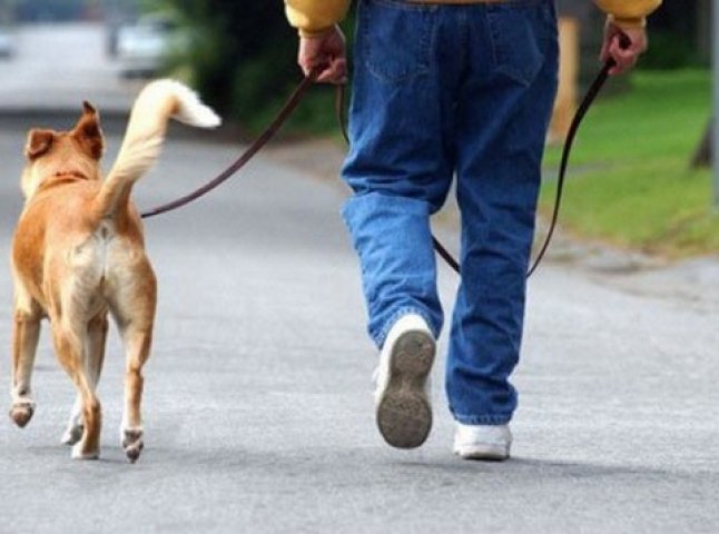 В Ужгороді почастішали випадки, коли собаки, яких вигулюють господарі, нападають на перехожих, зокрема дітей