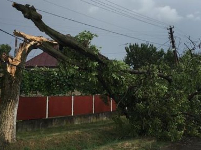 Неподалік Ужгорода дерево впало на лінію електропередач