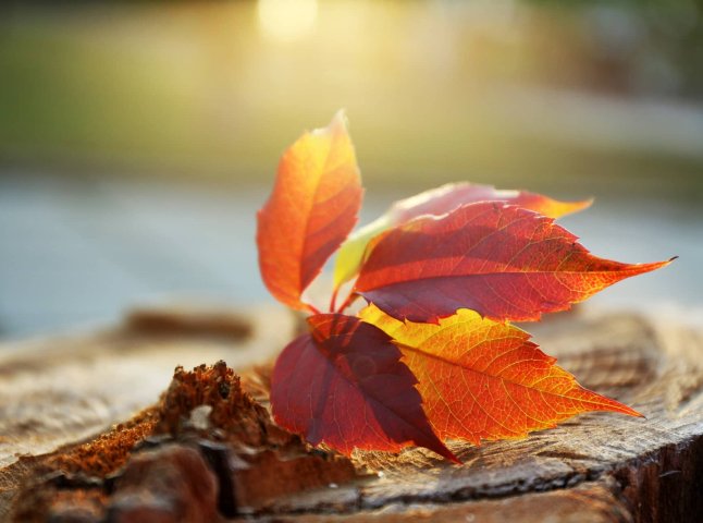 Очікувати ще тепло, чи сніг з морозами: якою буде погода в другій половині листопада