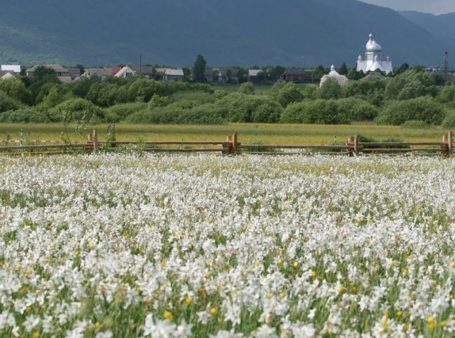 На Хустщині відновлюватиму дорогу, яка веде до Долини нарцисів